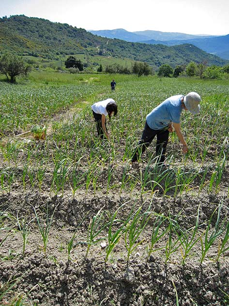 abruzzo-organic-farming