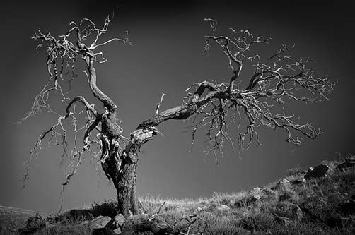 ancient-sheoak-allocasuarina-verticillata-bill-doyle
