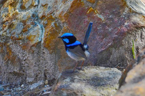 Blue Wren on rocks