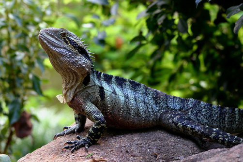 Australian-water-dragon lizard