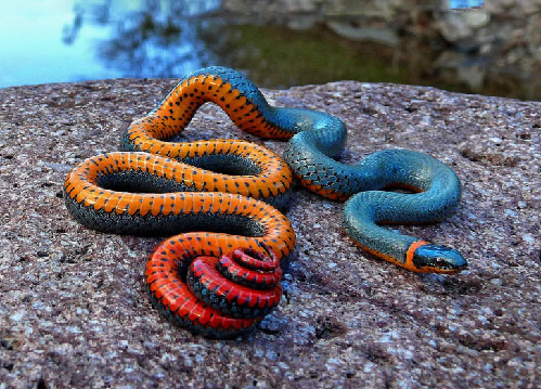 azure-ochre-serpent.jpg
