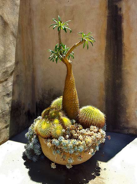 Balboa-Park-Adam Whatley - Texasadam flickr