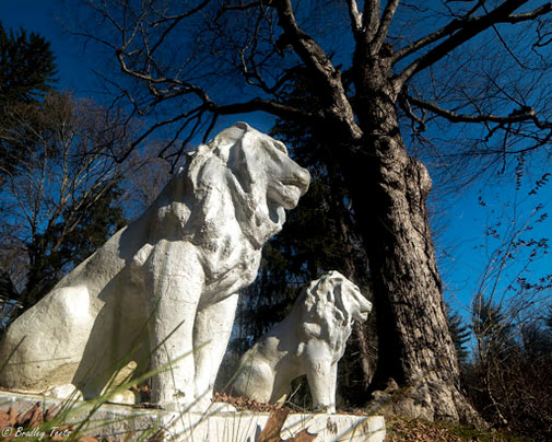 Lion statues - Bradley and Robin Teets