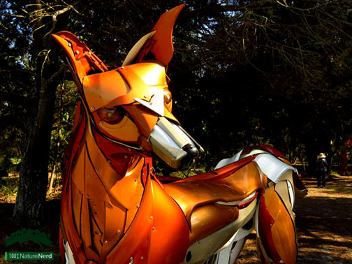 Dingo by Nick Warfield