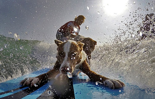 Chris-de-Aboitiz-rides-a-wave-with-his-dogs-Rama-and-Millie-off-Palm-Beach