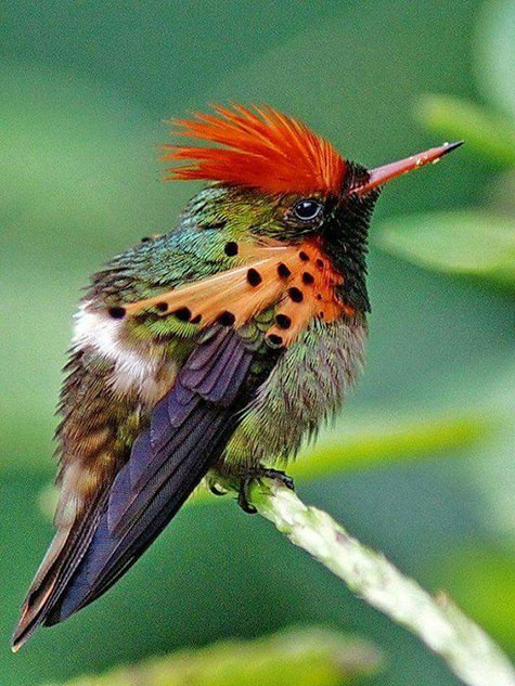 colorful-bird