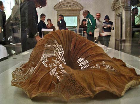 Elisabetta-di-Maggio-Lotus leaf stabilized and hand-cut with a scalpel.Elizabeth MayVenezia Contemporanea