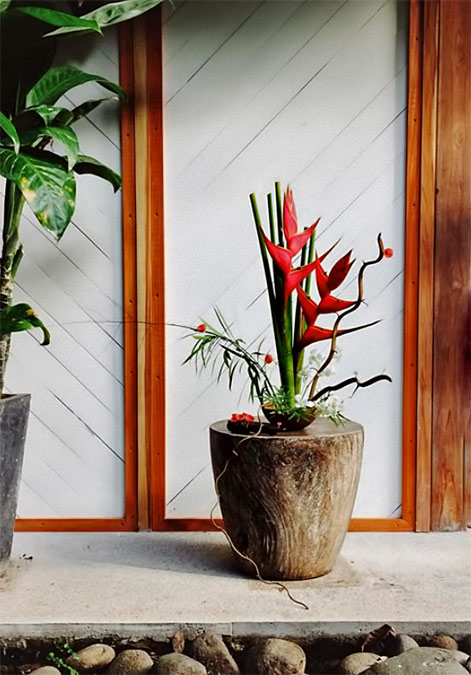 Emily-Katz ikebana