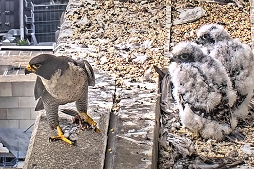 falcon-warning-chicks