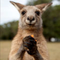 Australian Forester kangaroo eating --- Adam Foster