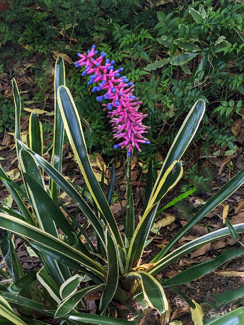 garden-gift