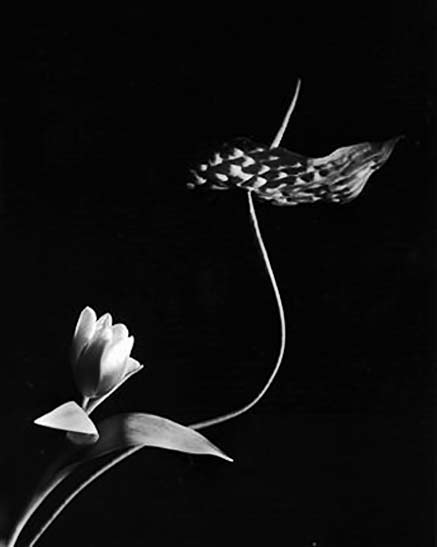 Horst_Tulip-with-Anthurium,-Oyster-Bay-NY-1989