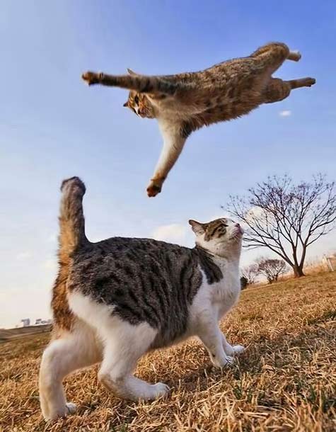I-belive-I-can-fly....http://hamusoku.com/