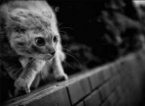 Japanese-Street-Photographer-Tatsuo-Suzuki street cat on prowl