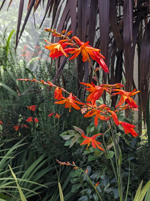Kangaroo-paw-in-sea-of-rpsmary