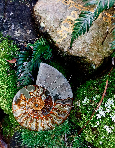Ancient Nautilus fossil
