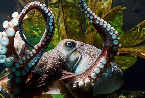 octopus-escape-NZ