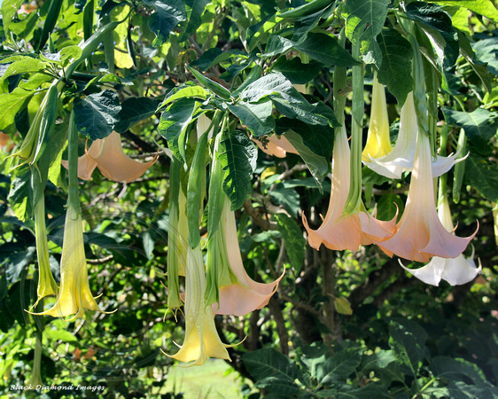 Tropical datura flowers