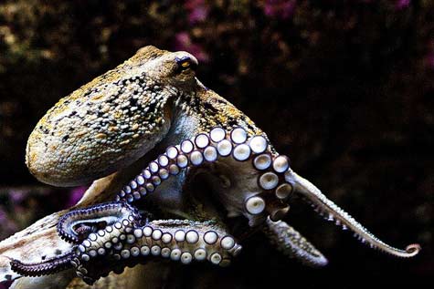 Cephalopod-Octopus
