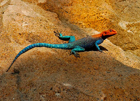 Red headed rock agama lizard
