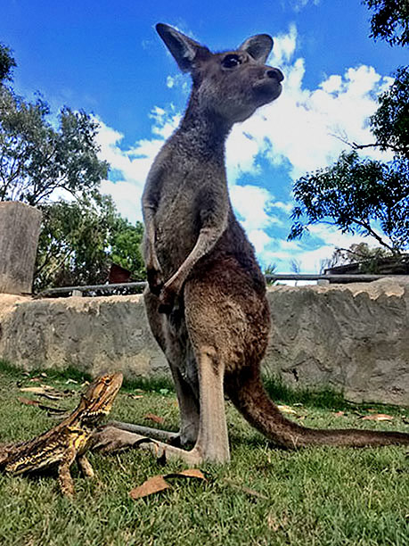 kangaroo-and-lizard-mateship