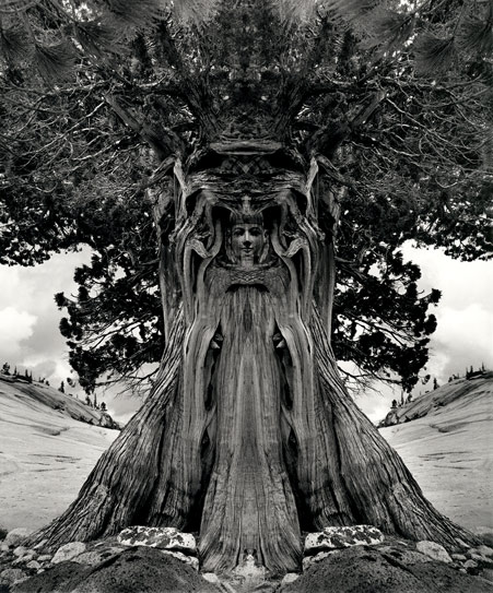 Trees and Dream theater