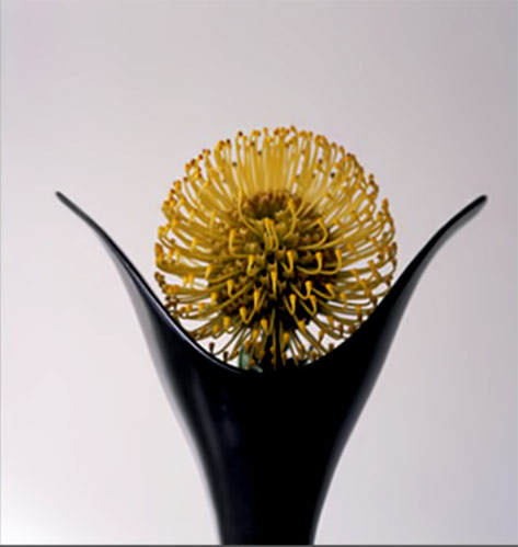 Limited Edition Prints---Vivienne Foley Yellow flower in black vase