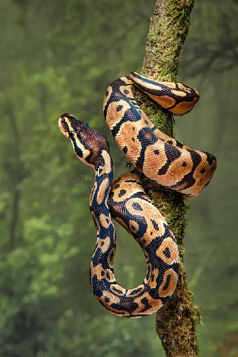 Young royal python wrapped around tree trunk its head facing upwards 